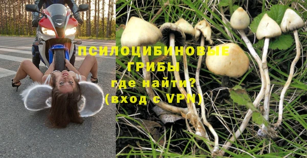 прущие грибы Санкт-Петербург